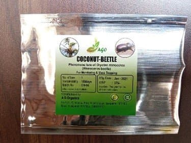 coconut-beetle image