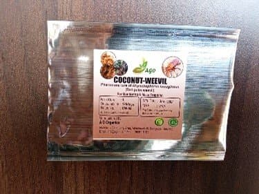 coconut-weevil image