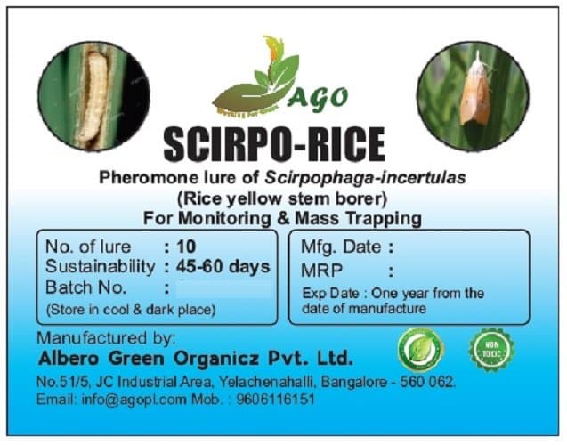 scirpo-rice image