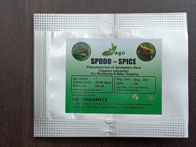 spodo-spice image